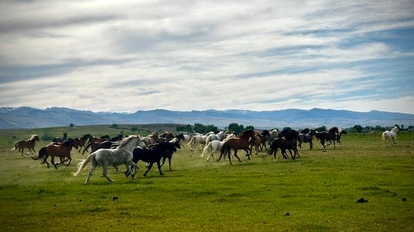 The wild horses on Dwayne Oldham's property were removed from public land across the West. They will likely live out their lives in his pastures.