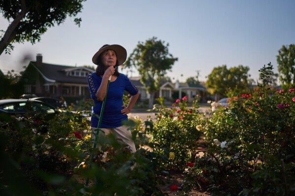 Alice Lin, center, who fought back to recover some of the $720,000 she and her late husband had saved over their lifetime which was stolen by an online scammer, rests for a moment while working in her rose garden, Saturday, May 9, 2026, in Alhambra, Calif. (AP Photo/David Goldman)